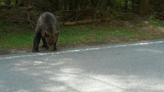 Large brown bear walks across an empty road in a forest. The bear is looking for food and seems unbothered by the camera