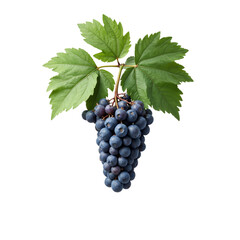 Bunch of ripe purple grapes with green leaves
