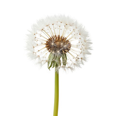 Close-up of a dandelion seed head with intricate details