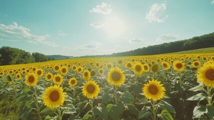 Obraz premium A vibrant field of sunflowers stretches towards the horizon, illuminated by the warm glow of the setting sun. The serene atmosphere embodies the beauty of a perfect summer evening.