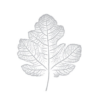 Fig leaves design illustration with stamp effect. Botanical print of a variety of fig leaf specimen