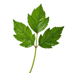 Fototapeta premium Green leaf with intricate details and vivid texture