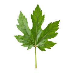 Fototapeta premium Green Papaya Leaf Isolated on White Background