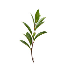 Fototapeta premium Single green branch with leaves on a white background