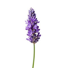 Single lavender flower on green stem against simple background