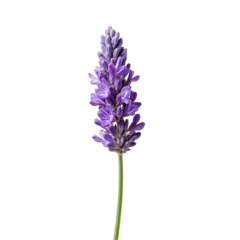 Fototapete Single lavender flower on green stem against simple background © Suriya