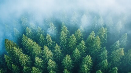 Fototapeta premium Soft rays break through the dense canopy of towering trees, casting enchanting shadows on the woodland floor. A serene river winds gracefully through this peaceful landscape.