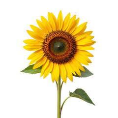 Obraz premium Vibrant sunflower with yellow petals and green center