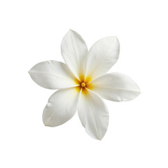 White tropical flower with soft petals and yellow center