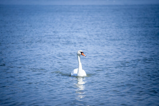 Closeup on a swan, black & white on danube river in serbia. Swans, or cygnus, are white bird from European rivers.