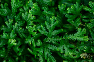 Natural background of green leaves, nature abstract wallpaper.