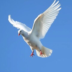 a white pigeon in flight