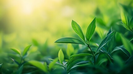 Fototapeta premium Misty morning at lacu rosu lake with foggy sunrise over the serene landscape of harghita county, romania, capturing the tranquility of nature in the heart of europe