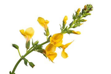 Obraz premium Toadflax Flower isolated on white background.