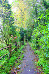 新緑を抜ける道