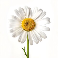 Turnsol Flower isolated on white background.close up.