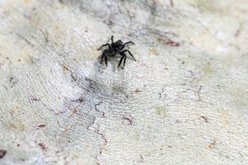Agave Jumping Spider (Paraphidippus basalis)