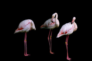 Three flamingos on a black background.