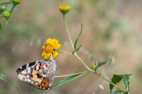 White-banded Crab Spider (Misumenoides formosipes) with Painted Lady Butterfly