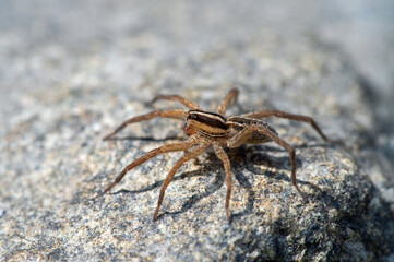 Wolf spider on rock