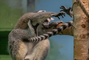 Lemur in the zoo close-up.