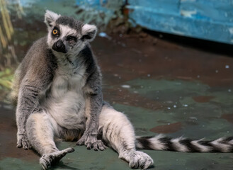 Fototapeta premium A lone feline lemur with one eye.