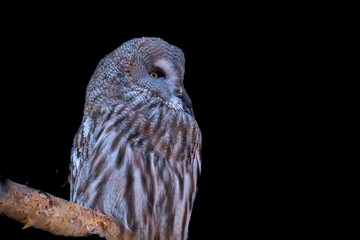 Owl in close-up on a black background.