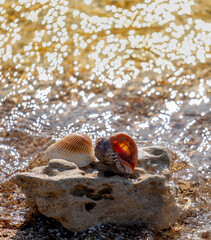 Shells on a stone on the seashore near the water.