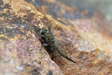 Robber Fly (Asilidae)