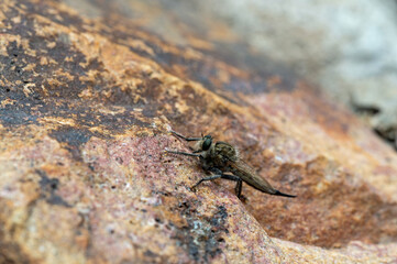 Robber Fly (Asilidae)