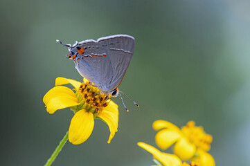 Grey Hairstreak (Strymon melinus) on yellow flower