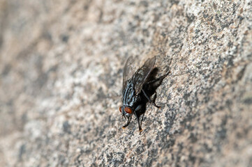 Fly on rock