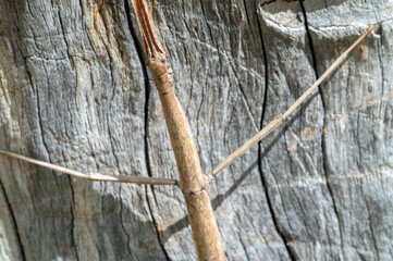 Arizona Walkingstick (Diapheromera arizonensis)
