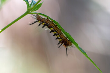 unidentified caterpillar on plant
