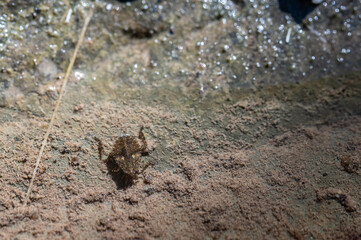Giant Water Bug (Abedus herberti)