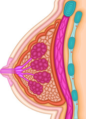 女性　乳房　イラスト