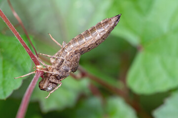 Shed skin / exuvia of a dragonfly larva