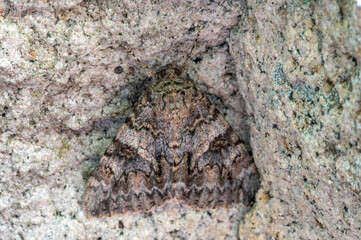unidentified moth on rock