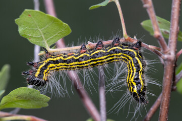 Yellow-necked Caterpillar Moth (Datana ministra)