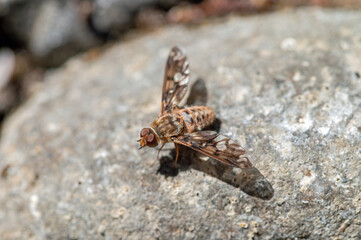 unidentified fly on rock