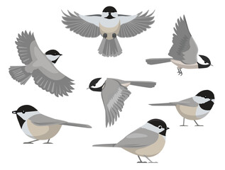 Chickadee Bird Black-capped Tit Winter Various Poses Cartoon Vector Character © bullet_chained