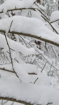 Panoramic vertical video of a white snow on branches and trees