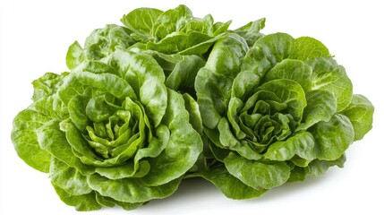 Fresh Green Romaine Lettuce Bunch on White Background