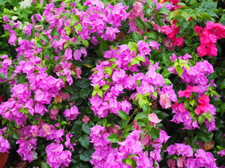 Bougainvillea or Paper flower has pink, Dark pink flowers blooming on the stem. Background of a wet flower and tree. Is semi-climbing shrub. The bracts are heart-shaped. Petals are paper-thin.
