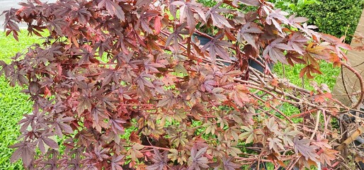 Cranberry hibiscus is beautiful shrub with red leaves all over the plant. Hibiscus acetosella is a vegetable and semi-shrub ornamental flower. African rosemallow leaves are similar to maple leaves.
