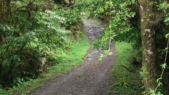 Paneo de un sendero en un bosque h&uacute;medo de Costa Rica, rodeado de vegetaci&oacute;n exuberante y &aacute;rboles cubiertos de musgo