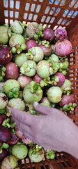 Purple (ripe and sweet) and green (not yet ripe) mangosteens are harvested from the orchard and packed in plastic baskets for sale. Garcinia mangostana Linn is tropical plant. Queen of Fruits in Asia
