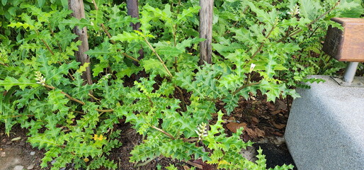 Sea holly or Thistleplike plant grows in flooded soil. Acanthus ebracteatus Vahl has white flowers, hard stems. Acanthus ebracteatus Vahl green leaves white veins have sharp thorns on edges and tips. 