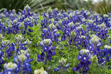 Texas Bluebonnets