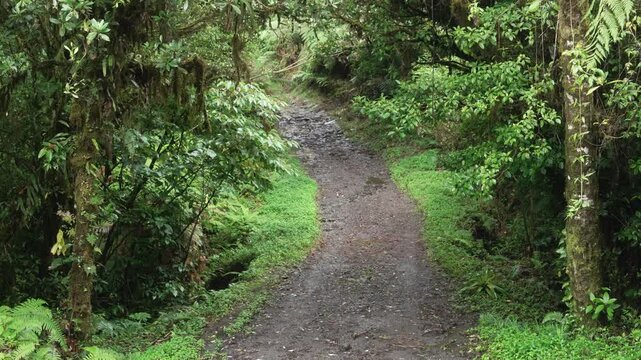 Caminando por un sendero en un bosque h&uacute;medo de Costa Rica, rodeado de vegetaci&oacute;n exuberante y &aacute;rboles cubiertos de musgo